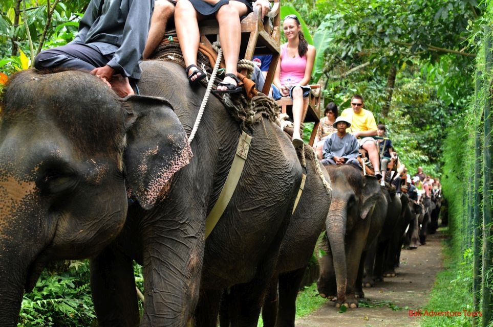 Fitness? Macaco obeso troca comida de turistas por dieta saudável