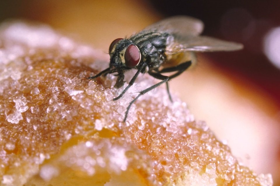 Como saber se a mosca pousou na comida?