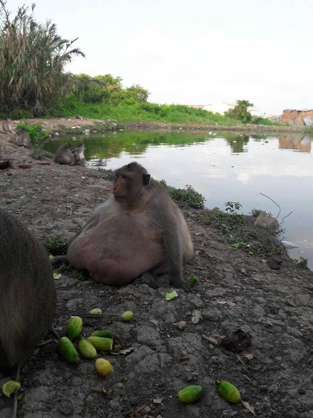 Fitness? Macaco obeso troca comida de turistas por dieta saudável