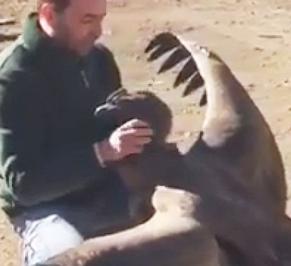 Homem recebe abraço de condor que foi salvo com ferimento na pata