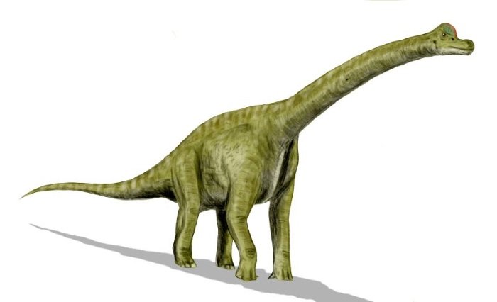 Imagem Realista Do Dinossauro: Brachiosaurus Retrata Imagem