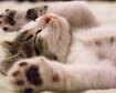 thumb-image-2024-02-29T14:02:33.926Z