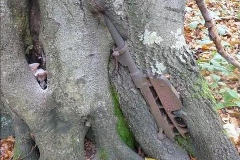 (imgur/dasBild)