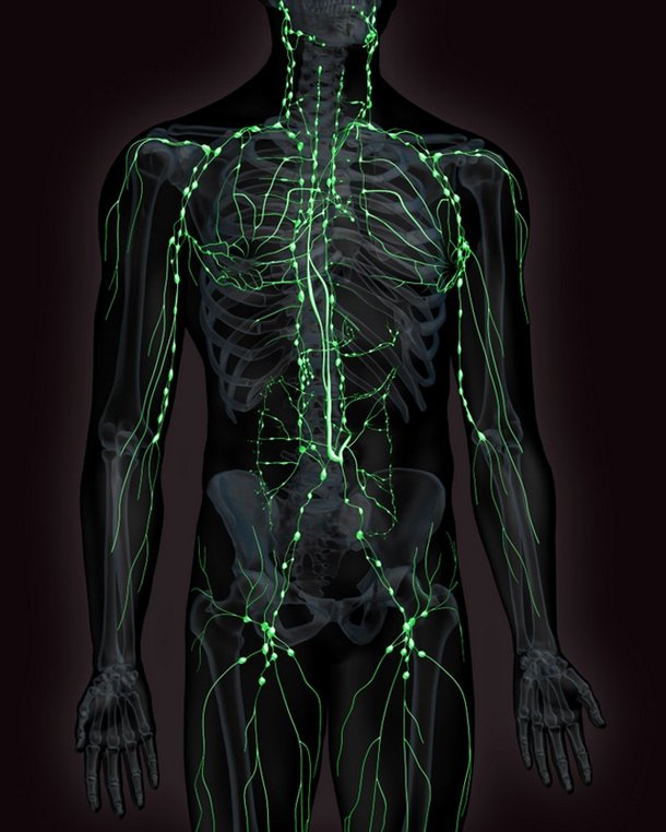 Sistema Linfático O Que é Para O Que Ele Serve E Como Funciona Mega Curioso 