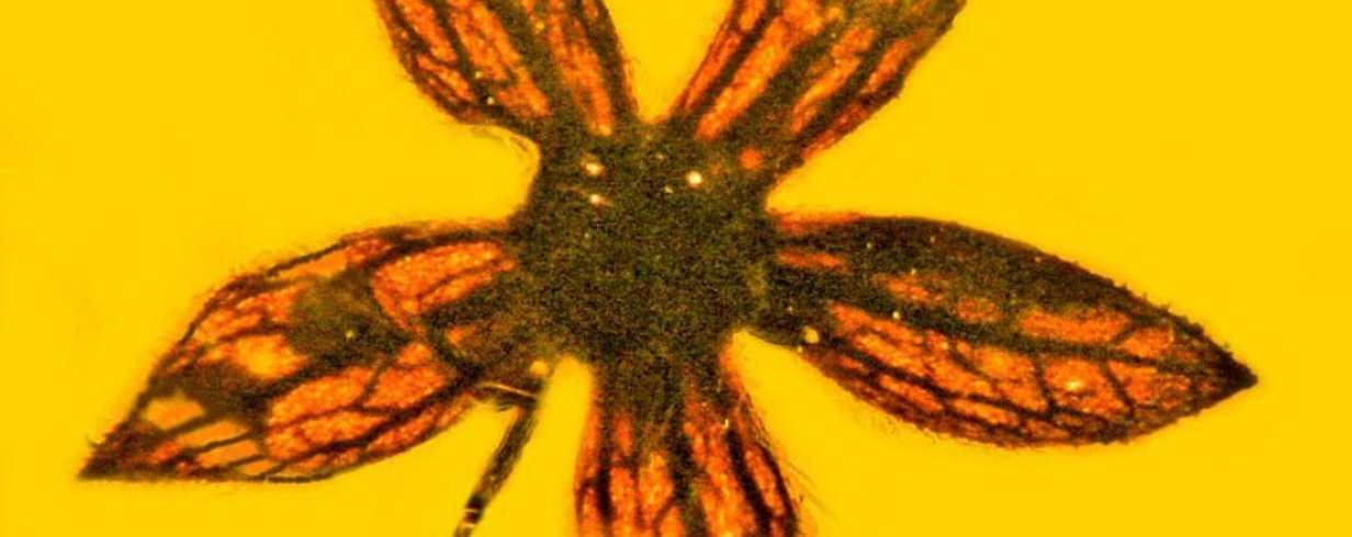 thumb-image-2024-02-29T14:02:39.134Z