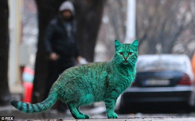 Depois do cachorro azul, agora é a vez do gato verde (e isso também é ruim)