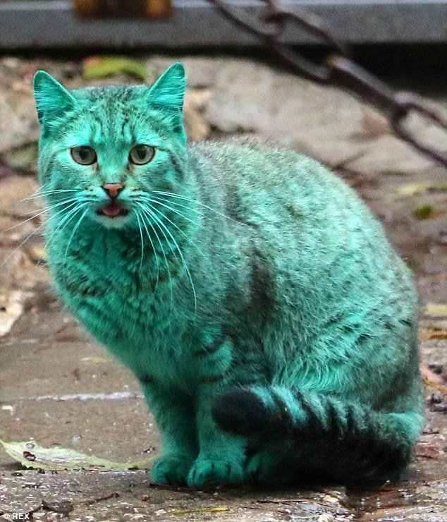 Depois do cachorro azul, agora é a vez do gato verde (e isso também é ruim)