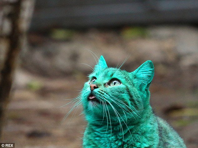 Depois do cachorro azul, agora é a vez do gato verde (e isso também é ruim)