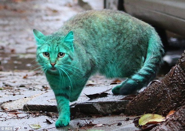 Depois do cachorro azul, agora é a vez do gato verde (e isso também é ruim)