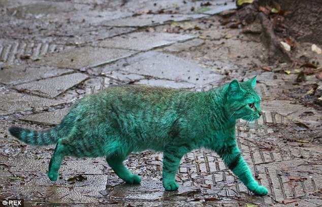 Depois do cachorro azul, agora é a vez do gato verde (e isso também é ruim)