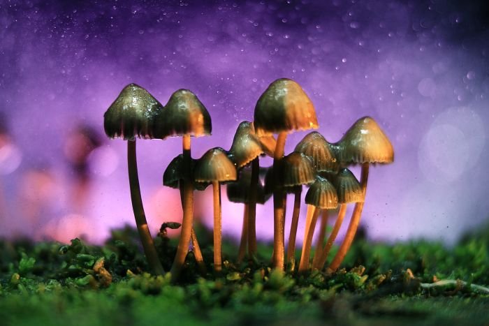 Cogumelos alucinógenos 