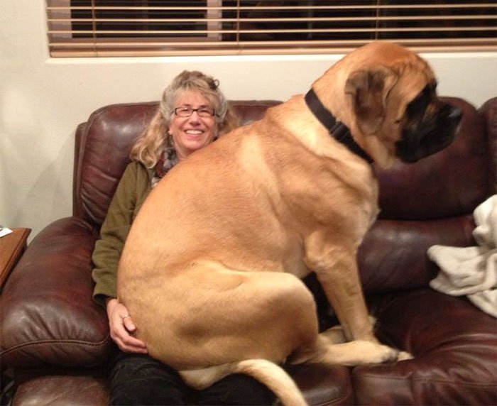 Mulher e um cão sentada 