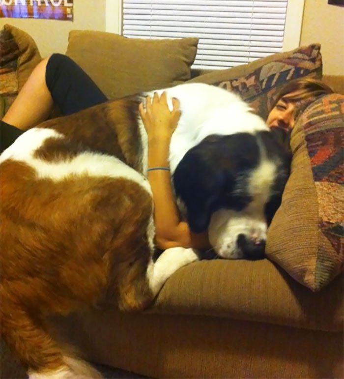 Um cachorro dormindo em sofá