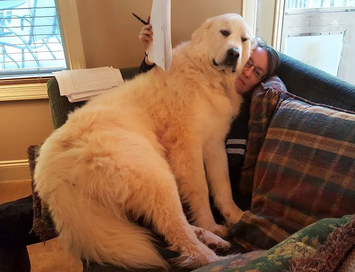 Um cão sentado num sofá