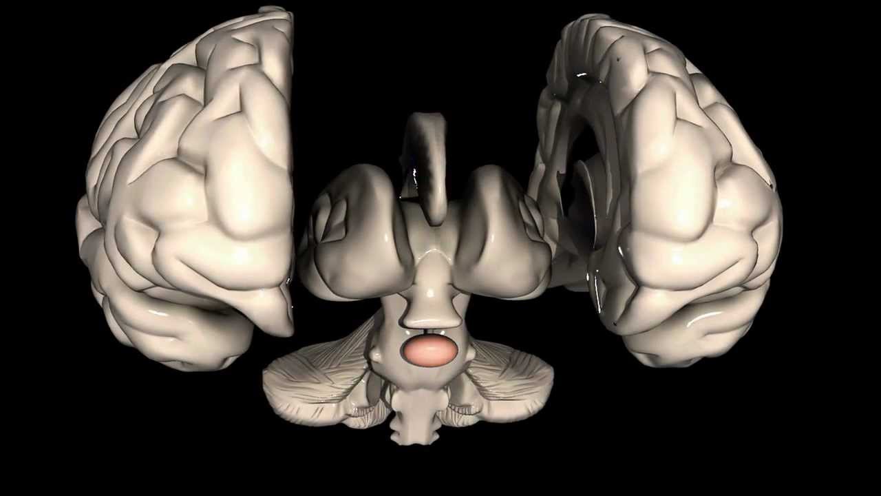 cérebro glândula pituitária