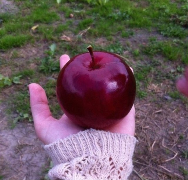 Uma mão segurando uma maçã