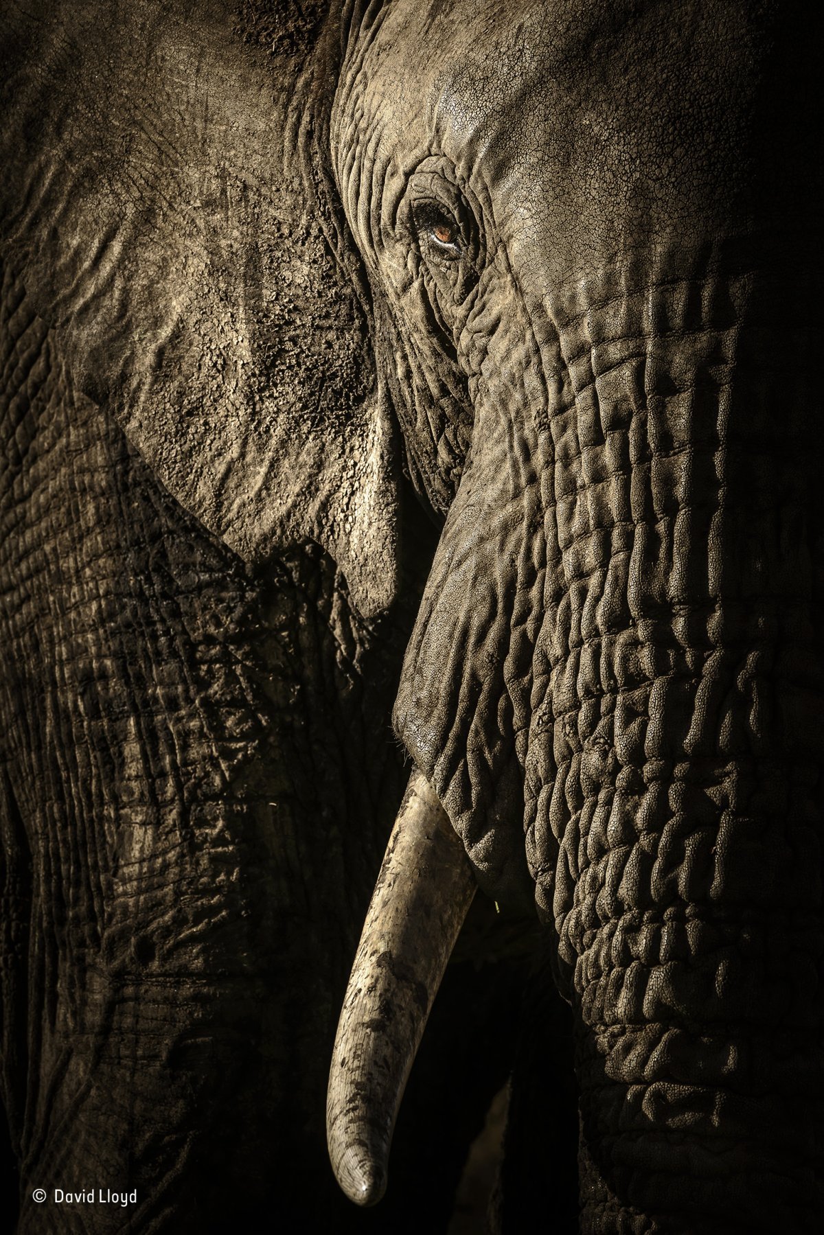 Um elefante africano