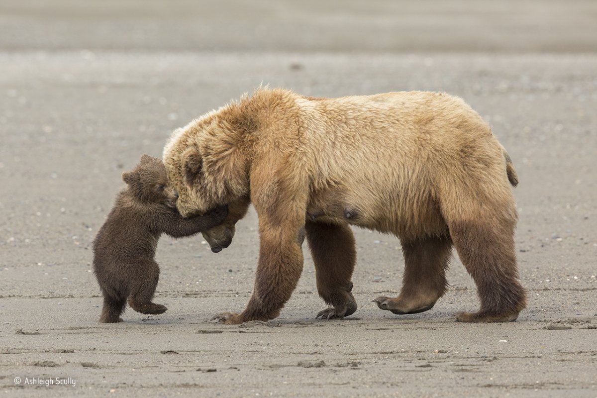 Um urso pardo e seu filhote