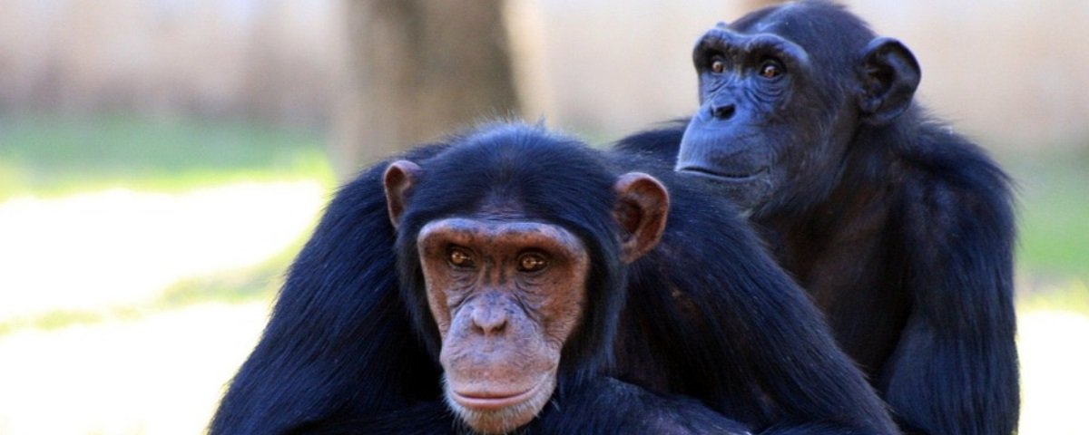 Pesquisa indica que chimpanzés conseguem reconhecer traseiros