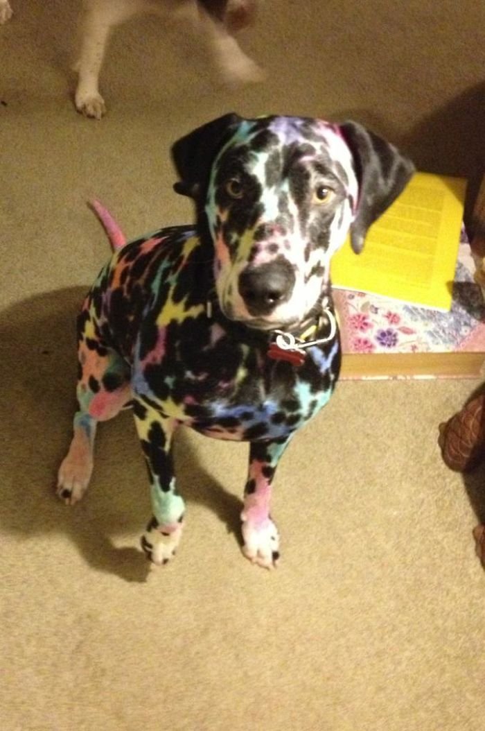 Cachorro pintado