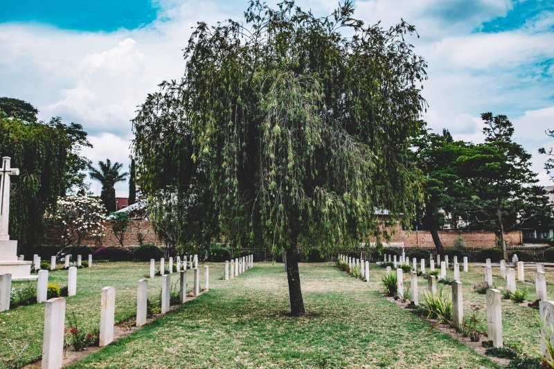 Uma árvore em um cemitério