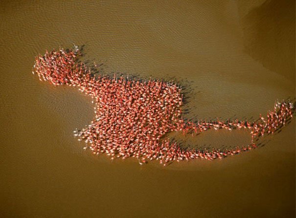 Bando de flamingos