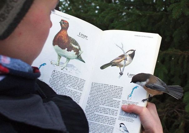 Pássaro em livro sobre pássaro