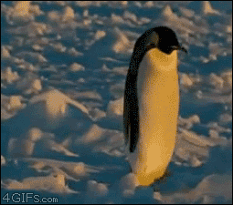 Um perto de um pinguim