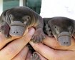 thumb-image-2024-02-29T14:02:42.886Z