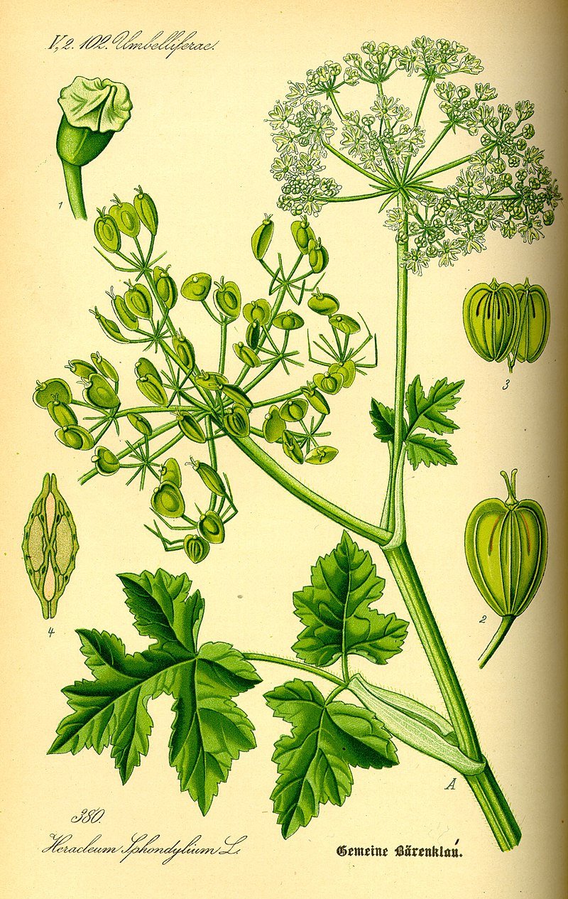 Ilustração de uma planta