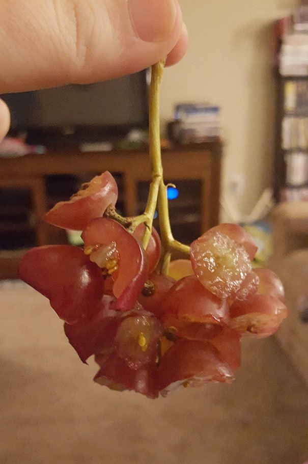 Um cacho de uvas comido