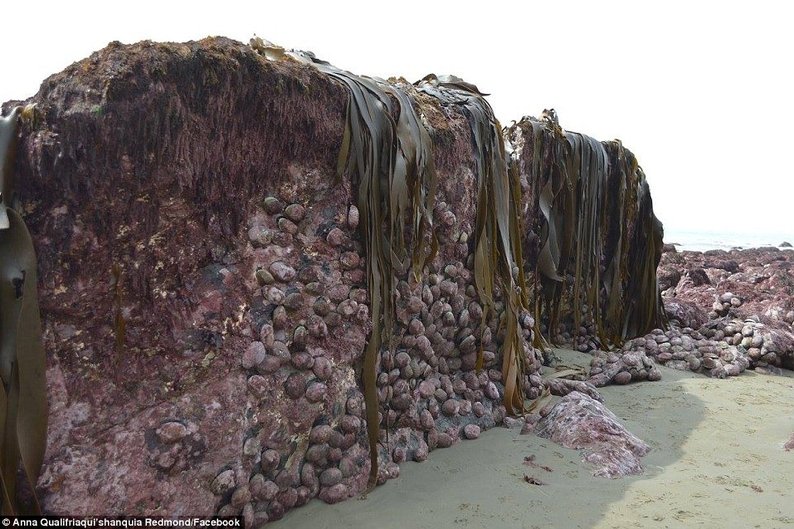 No litoral de Kaikoura, a elevação foi na praia