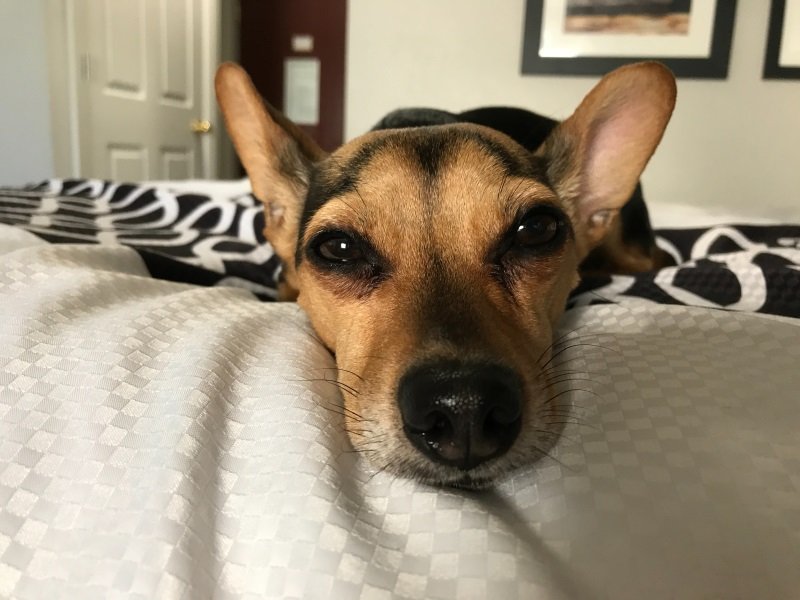 Um cão deitado em uma cama