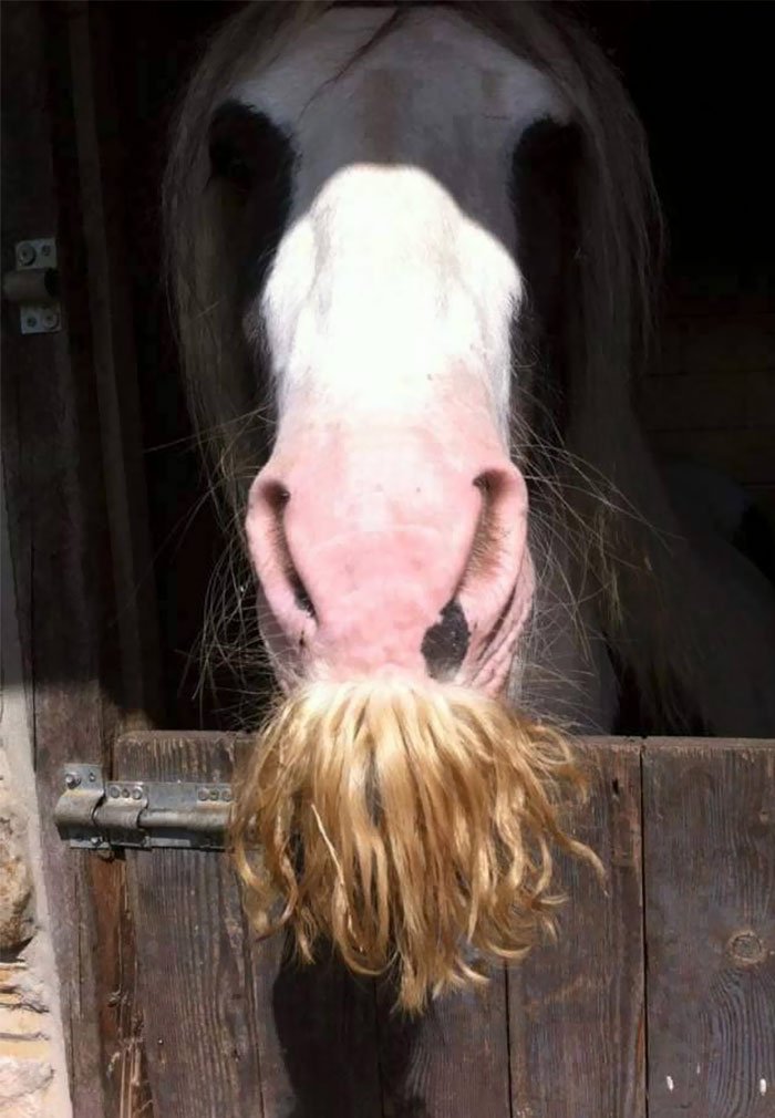 Um cavalo com bigodão