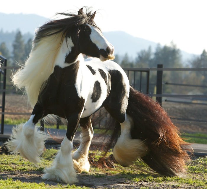 Um cavalo em um campo