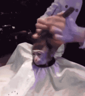 Macaco tendo o cabelo cortado