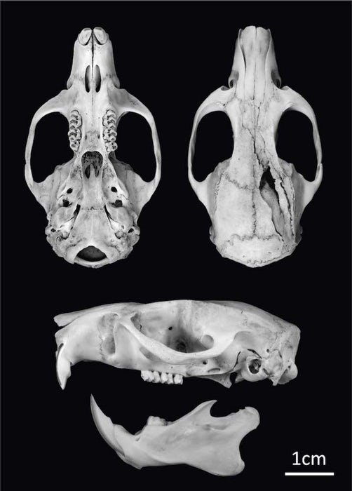 Pavor de rato? Descobriram uma espécie gigante que abre cocos com os dentes  - Mega Curioso