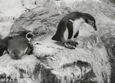 Um pinguim 