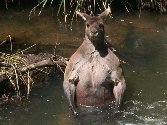 Este é possivelmente o canguru mais musculoso de todos os tempos
