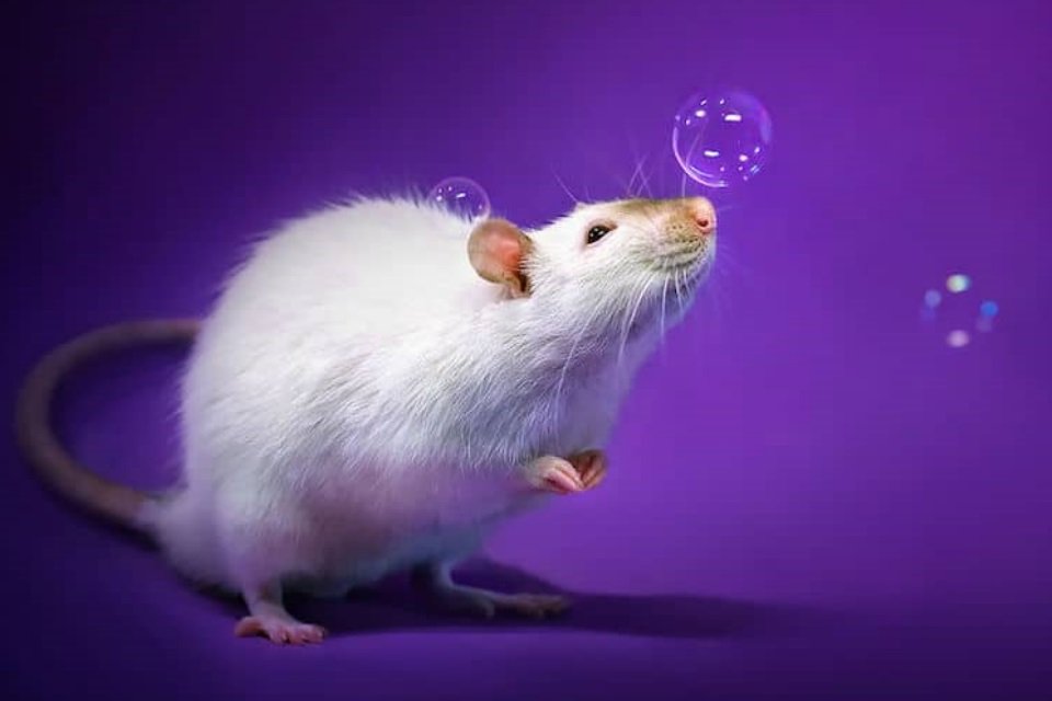 Ratos podem sair pela sua privada e de maneira muito fácil [vídeo] - Mega  Curioso
