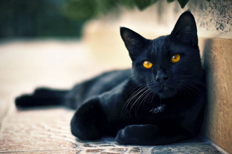 Gato preto é sinal de azar?