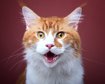 thumb-image-2024-02-29T14:02:47.381Z