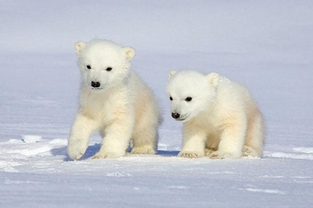 Ursos-polares