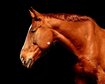 thumb-image-2024-02-29T14:02:48.388Z