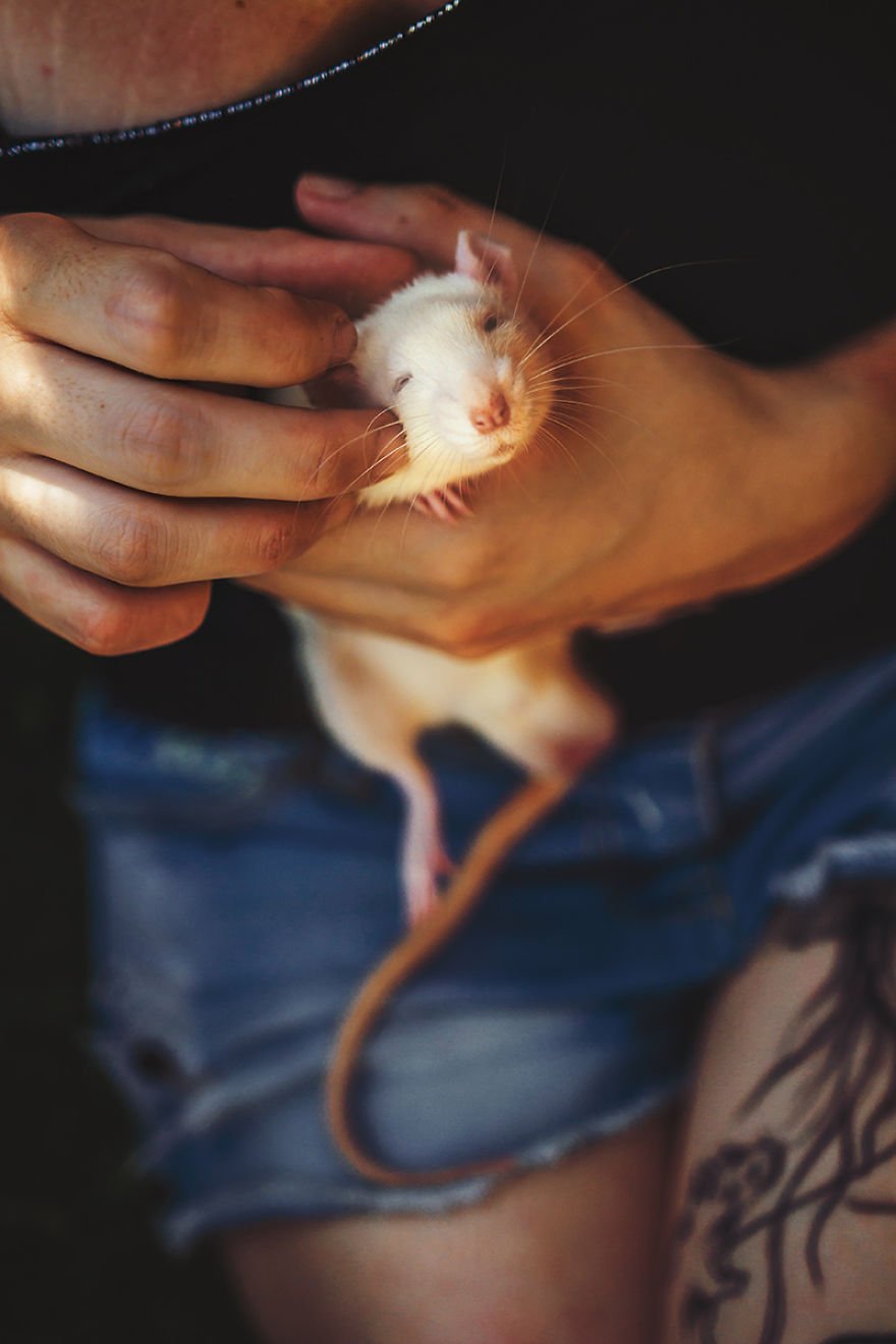 Fotógrafa registra reação de ratos saindo pela primeira vez do laboratório