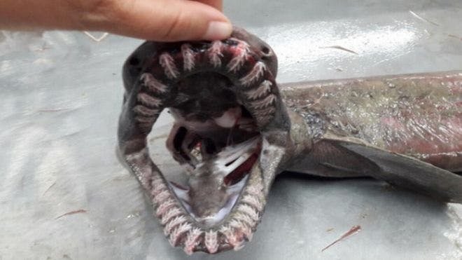 Boca do tubarão cobra