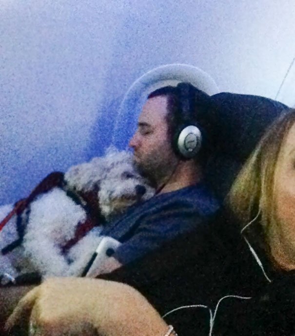 Cachorro no avião
