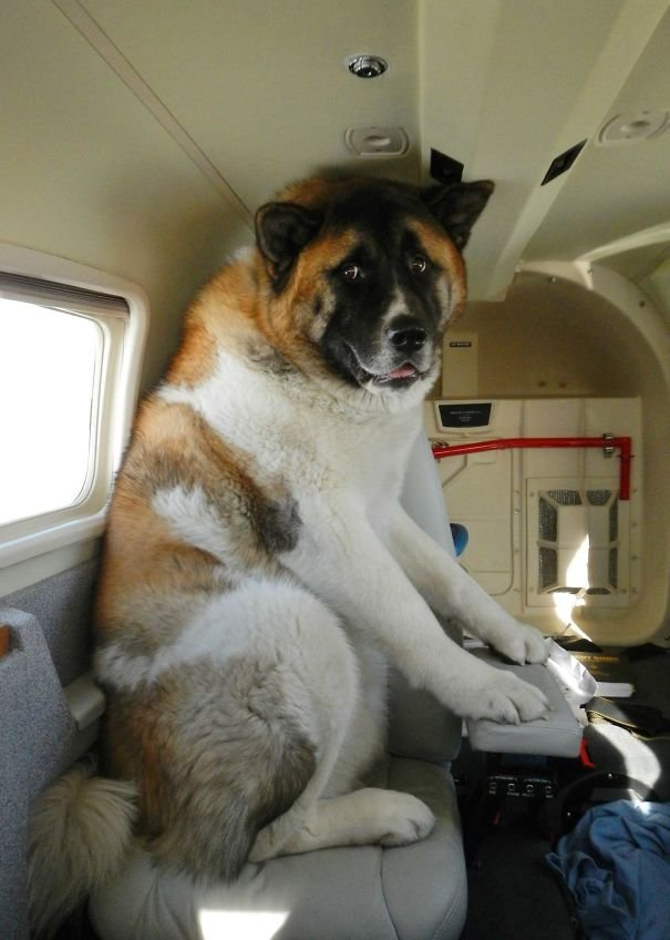 Cachorro no avião