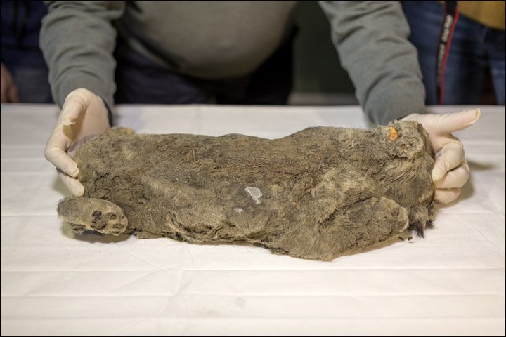 Leão mumificado