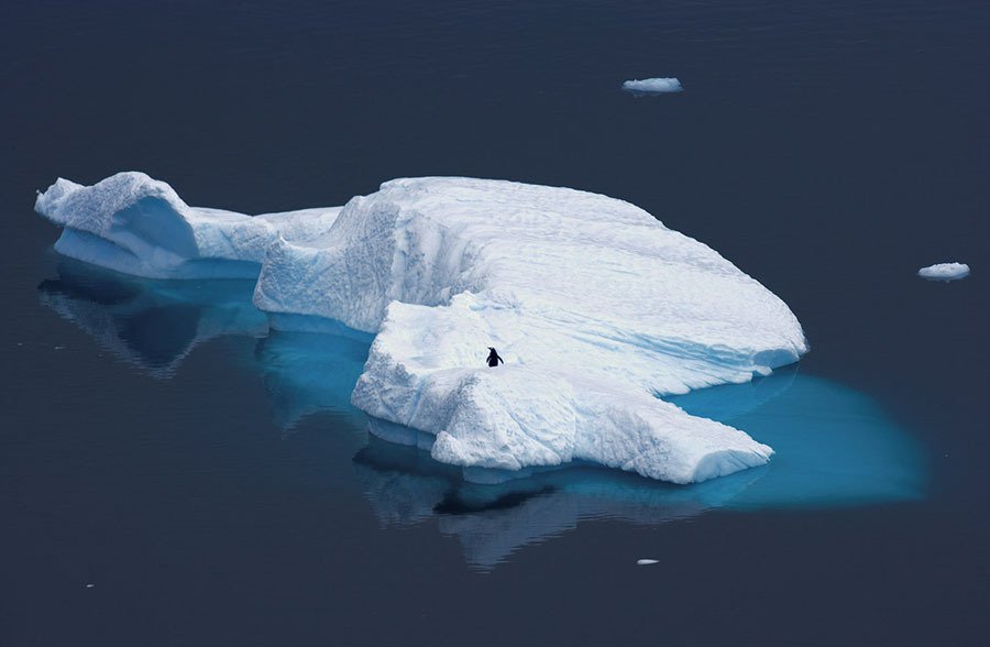 Pinguim fotografado em iceberg